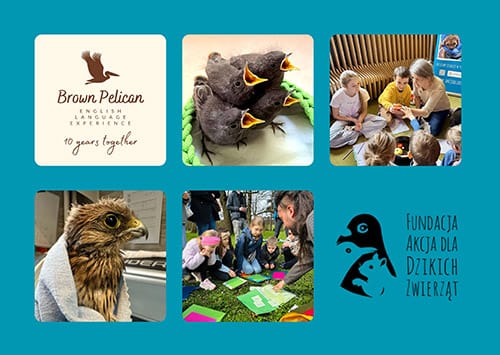 Brown Pelican | Fundacja Akcja Dla Dzikich Zwierząt